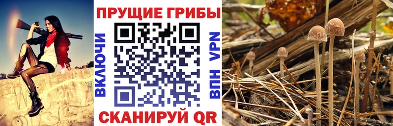 Галлюциногенные грибы Magic Shrooms  Кадников 